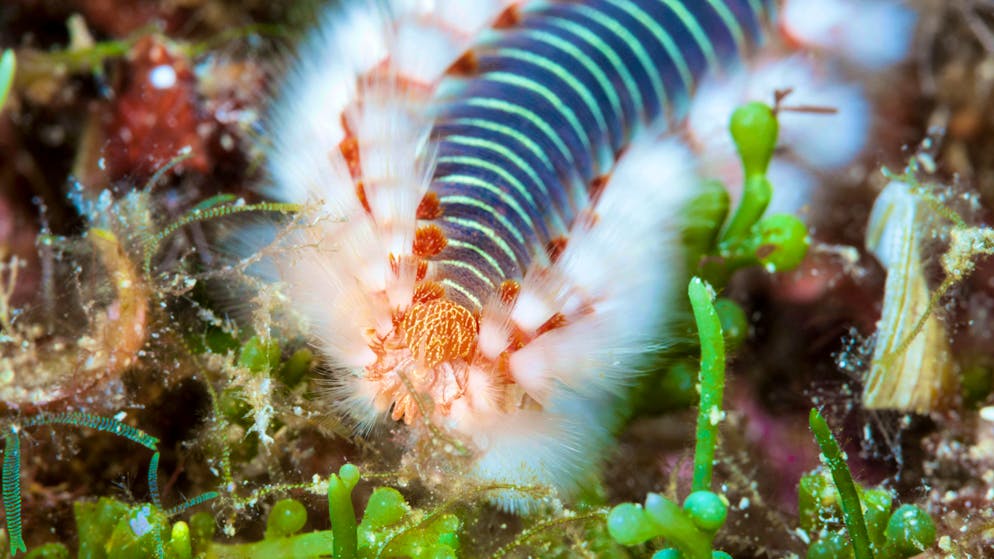 Un fléau pour les vacanciers. Attention cet été - Le ver de feu envahit les plages méditerranéennes