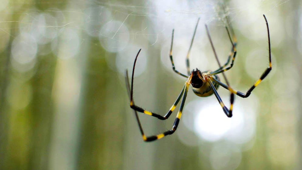 Vom Wind verweht. In New York könnte es bald Riesenspinnen regnen