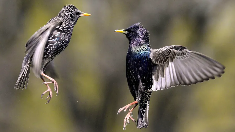 Aggressive Vögel, süchtige Fische. Wie unsere Medikamente und Drogen die Tierwelt radikal verändern