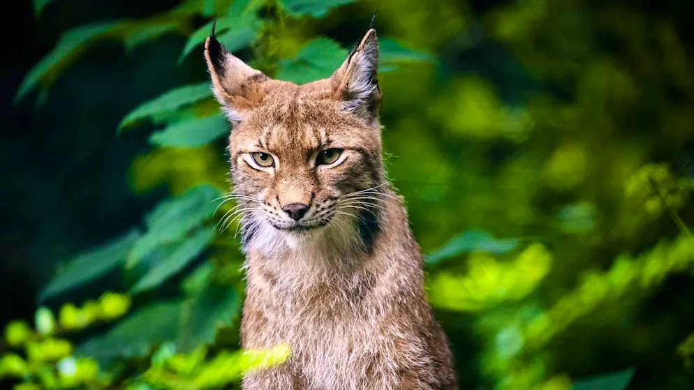 Nell'autunno del 2023, una lince è stata abbattuta senza autorizzazione nel Canton Svitto.
