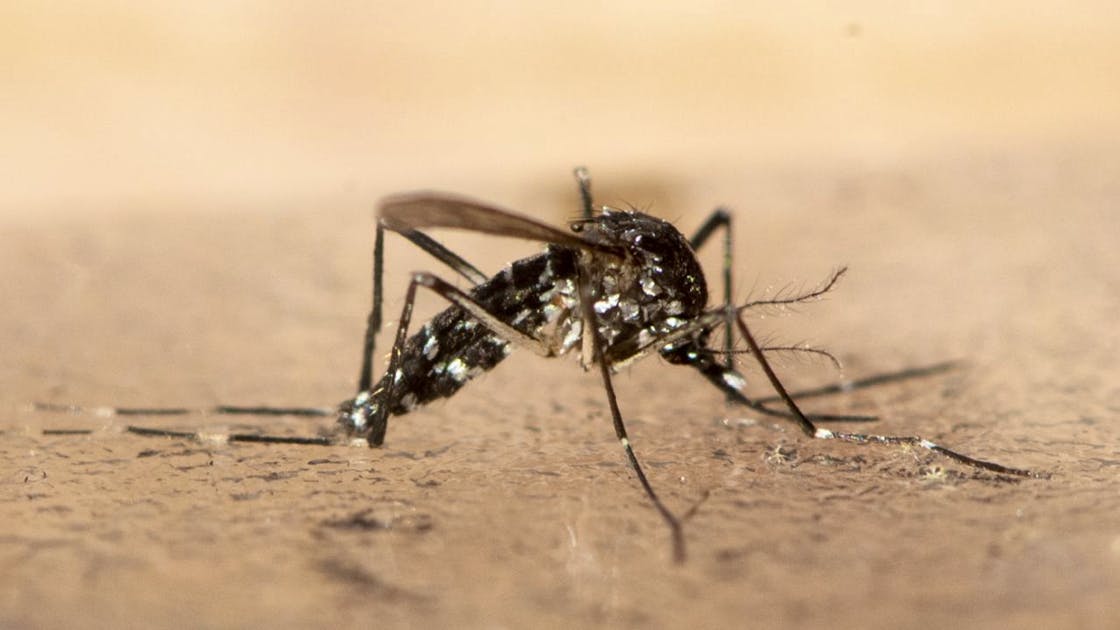 290725 Italien Lokale Dengue Fälle Was Ärzte Jetzt Raten - gib1gyd