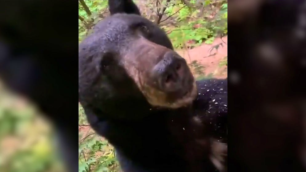 Laute Geräusche und Rascheln. Mann öffnet Fenster – und erlebt Schock-Moment