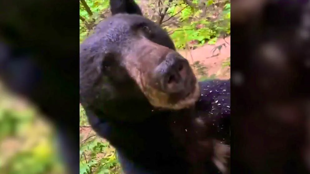 Momento di shock. Cosa ci fa questo orso fuori dalla mia finestra?