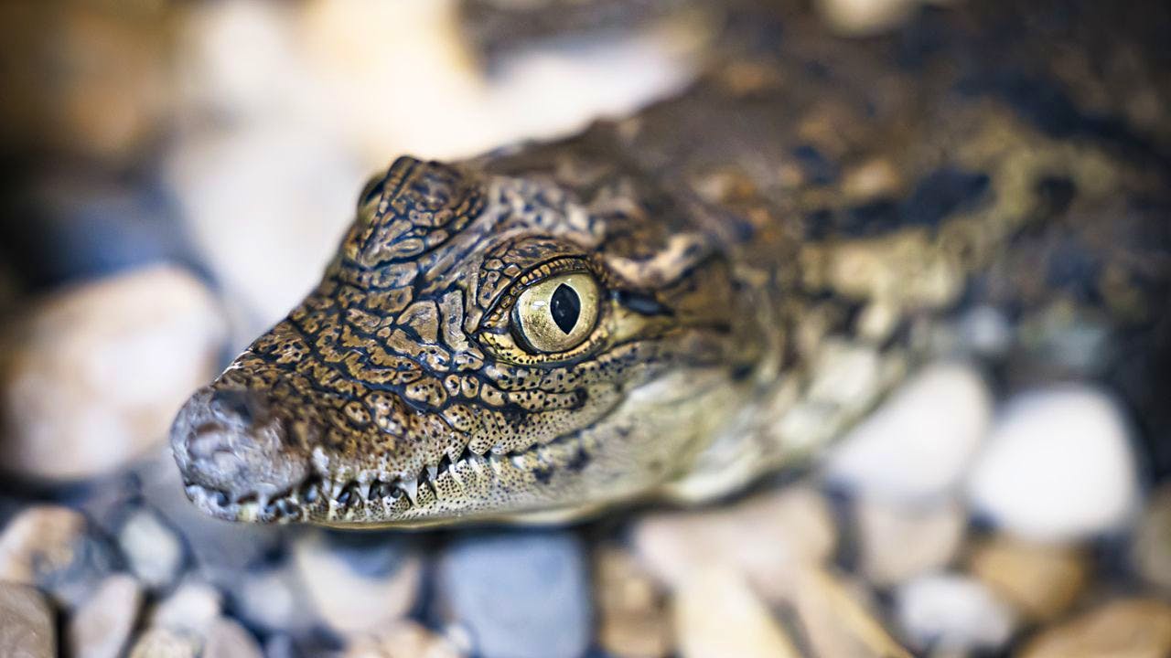 Artenschutz. Krokodile aus Lausanne nach Problemen doch noch in Agadir