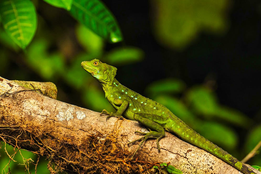 Costa Rica: il Parco nazionale del Tortuguero. ... camaleonti, ...