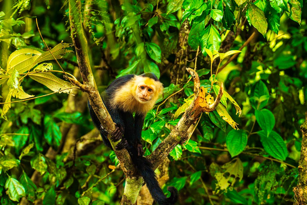 Costa Rica: il Parco nazionale del Tortuguero. ... scimmie, ...