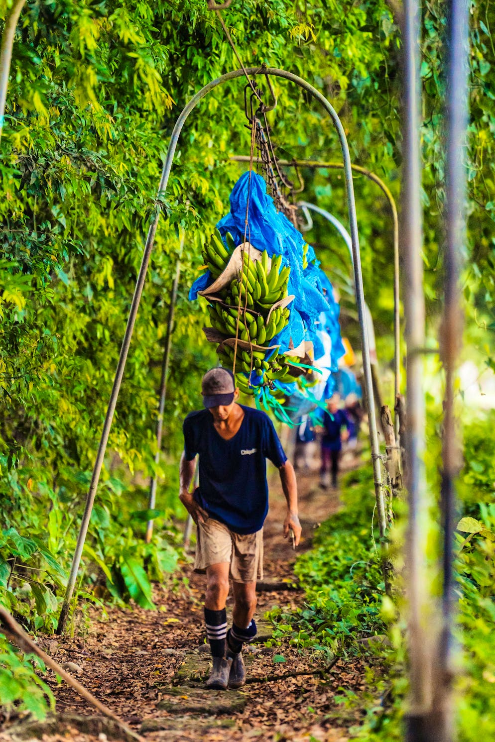 Costa Rica: paradiso della frutta esotica. Blocco stradale in Costa Rica: le banane vengono trasportate al centro dopo la raccolta. Il Paese centroamericano è uno dei maggiori esportatori di banane al mondo.