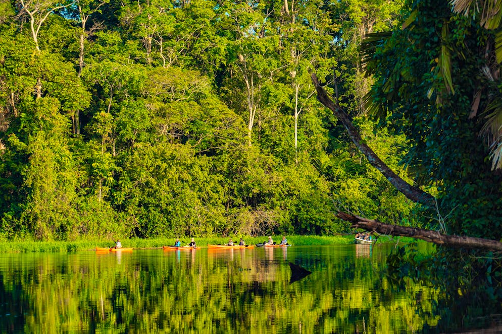 Costa Rica: il Parco nazionale del Tortuguero. L'area protetta sulla costa caraibica del Paese è una giungla lussureggiante. Durante un tour in barca è possibile vedere...