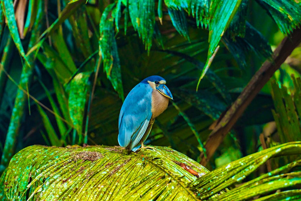 Costa Rica: il Parco nazionale del Tortuguero. ... e vari uccelli ...