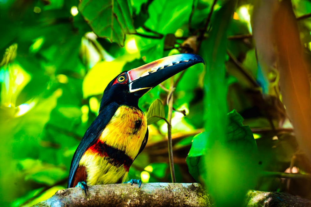 Costa Rica: il Parco nazionale del Tortuguero. ... o i tucani.