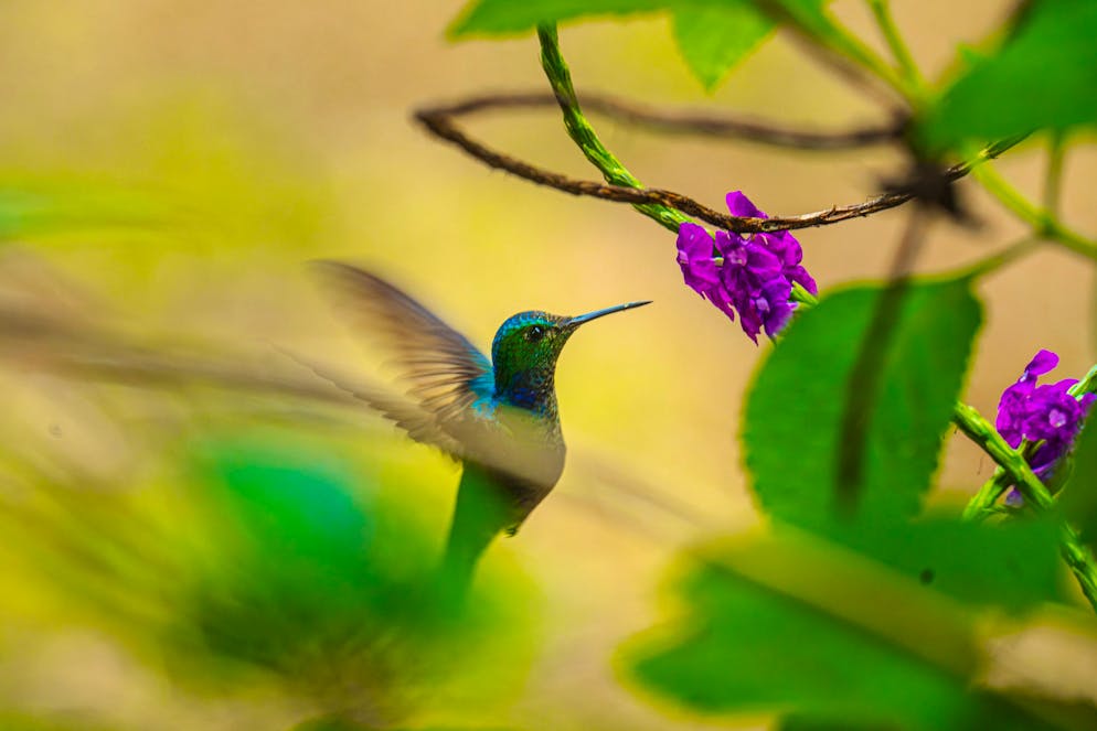 Costa Rica: il Parco nazionale del Tortuguero. ... come i colibrì...