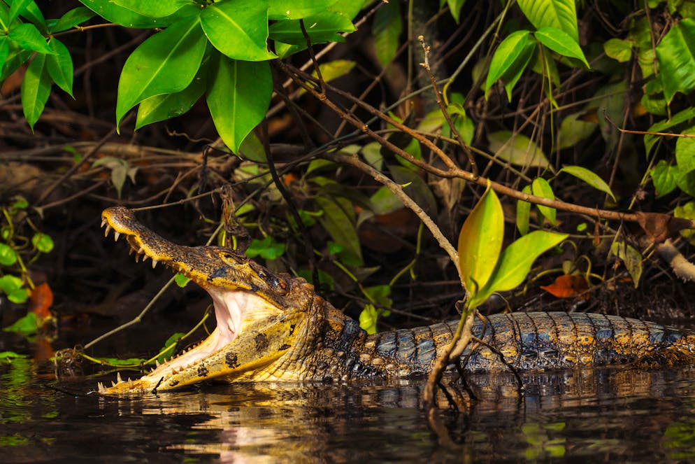 Costa Rica: il Parco nazionale del Tortuguero. ... caimani, ...