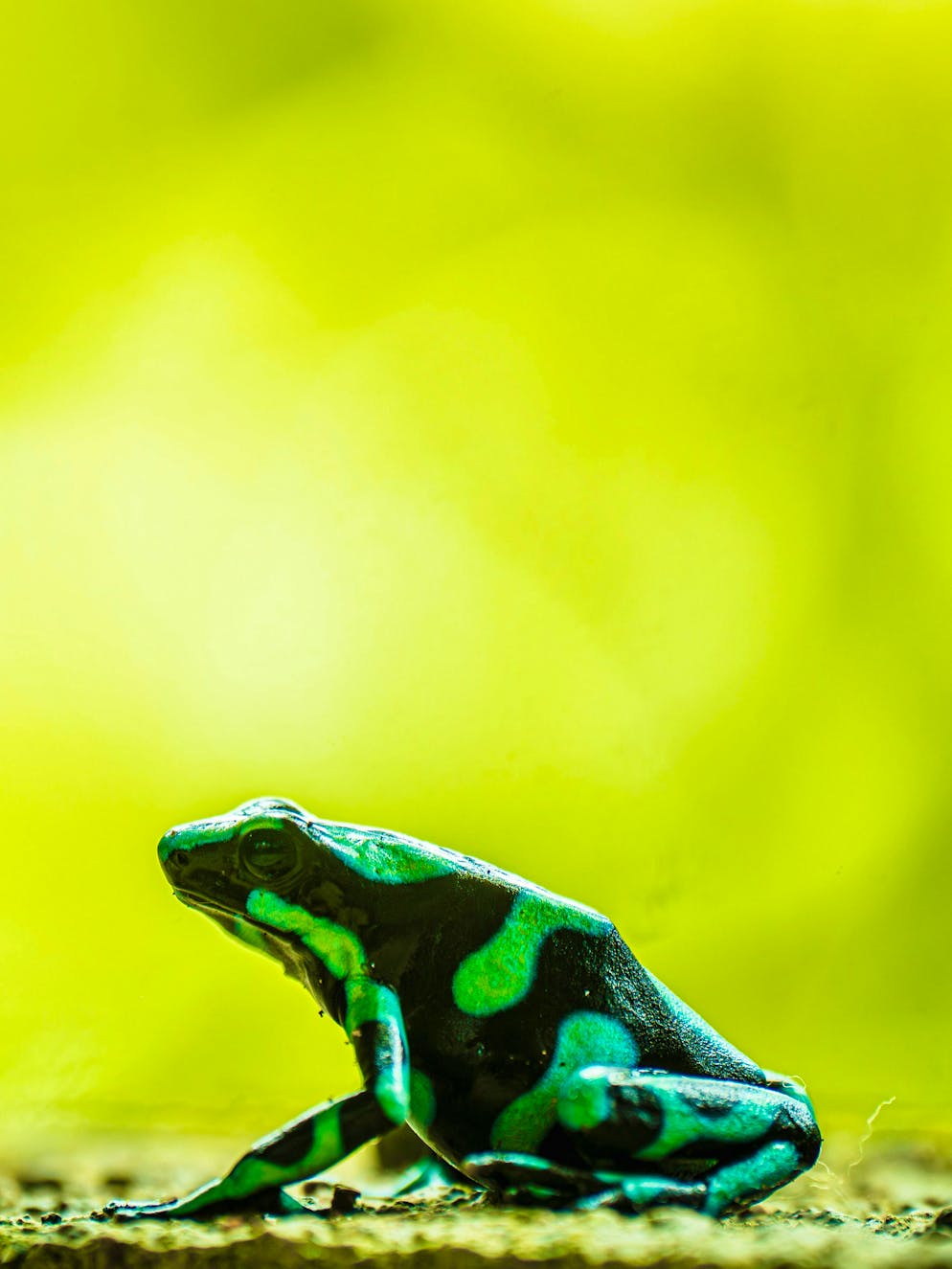 Costa Rica: il Parco nazionale del Tortuguero. ... rane colorate ...