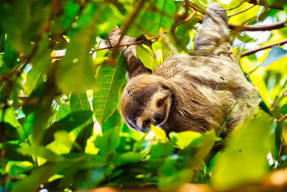 Costa Rica: il Parco nazionale del Tortuguero. Se sentite un fruscio e guardate bene, potreste scorgere un bradipo qua e là tra gli alberi.