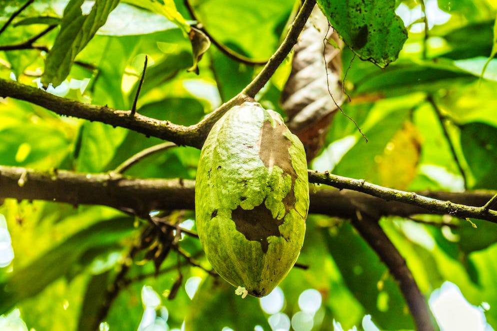 Costa Rica: paradiso della frutta esotica. Anche il cacao viene coltivato in Costa Rica.