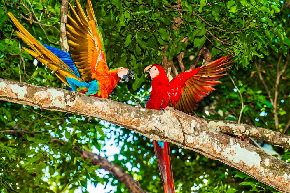 Due pappagalli in libertà - tra gli alberi di un'area di sosta.