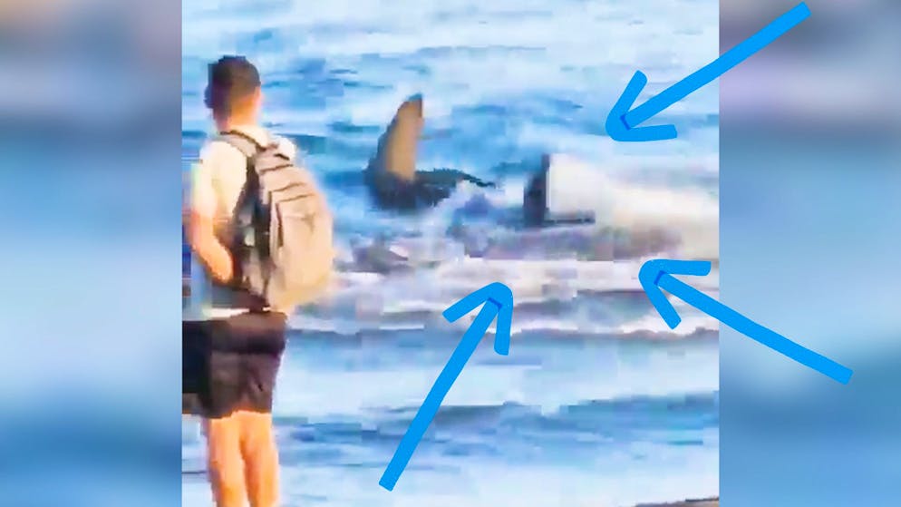 Alarm auf spanischer Insel. Video zeigt Hai an Ufer von Ferienstrand
