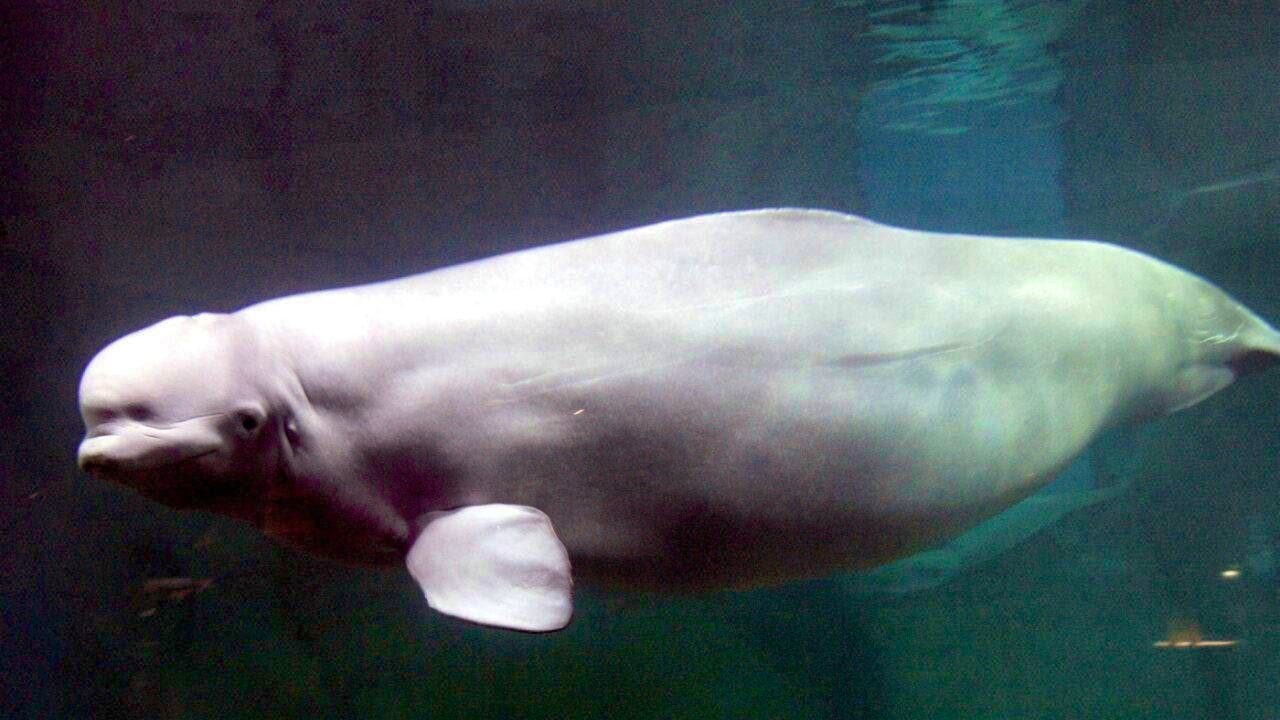 Animal welfare. Two beluga whales brought to Spain from Ukraine