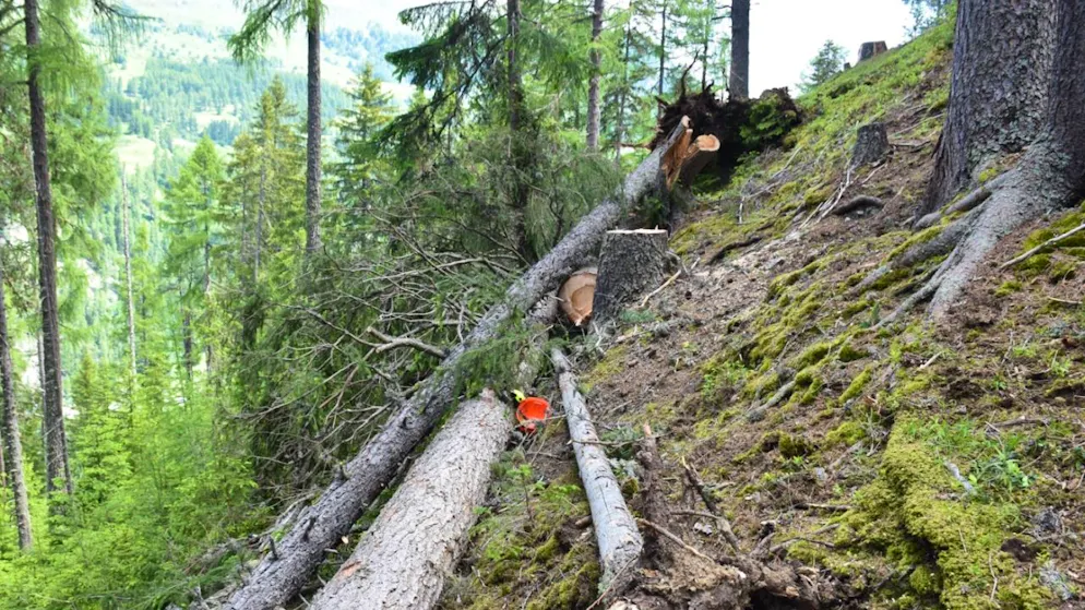 Il selvicoltore è rimasto colpito mortalmente dalla caduta improvvisa di un albero