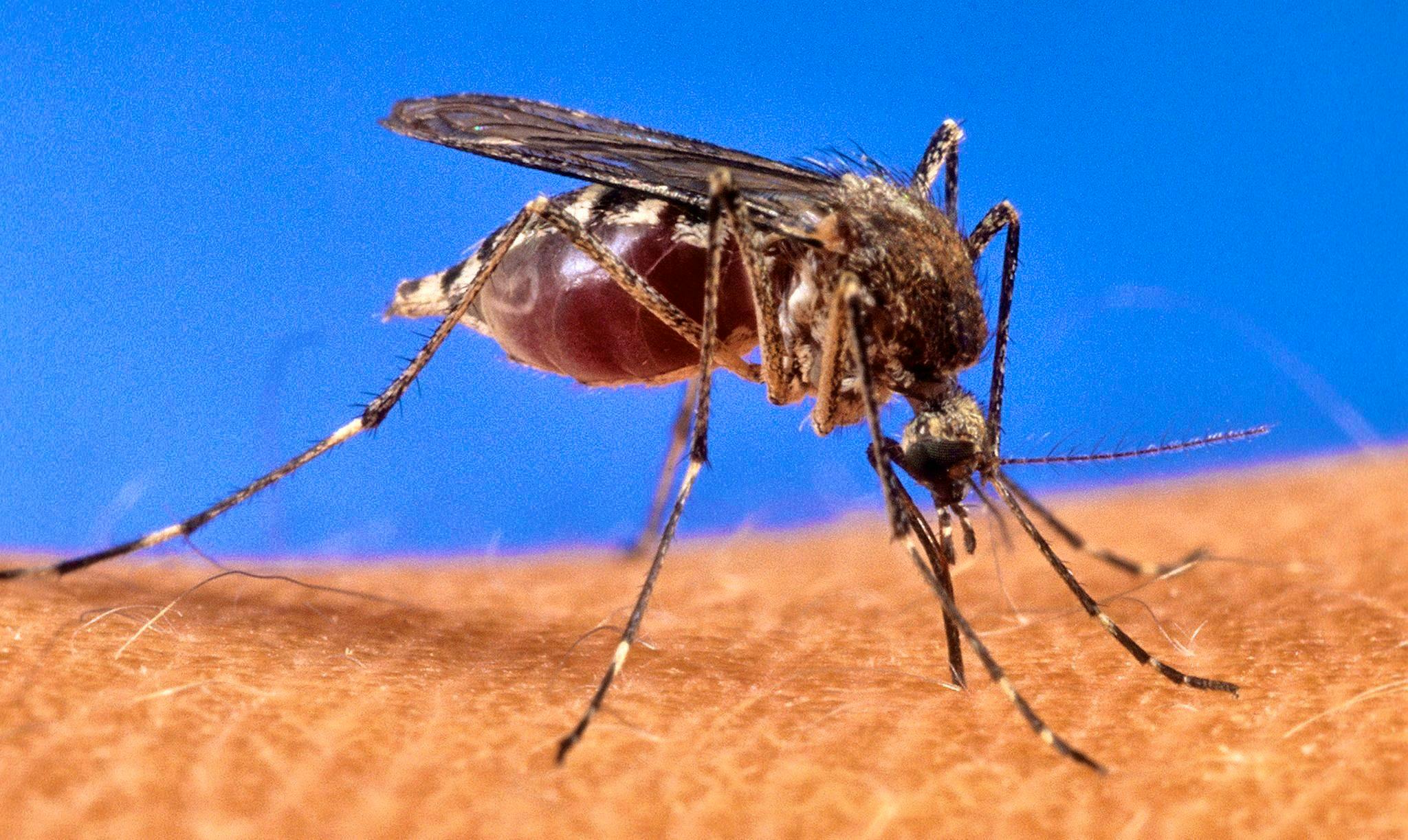Blood type and beer consumption are decisive. Mosquitoes particularly like to fly on this blood type