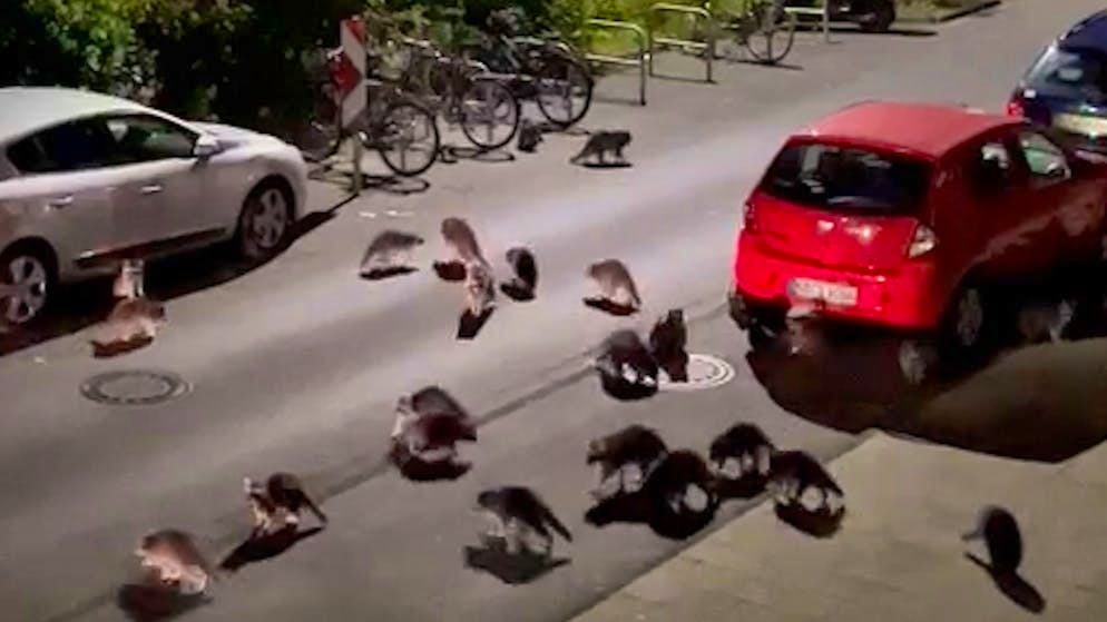 Dozens of animals in search of food. The raccoons are on the loose in this German city