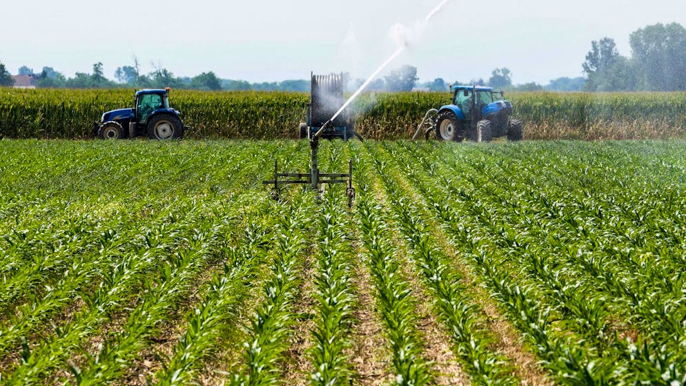 Sein Tod schockiert Italien. Indischer Erntehelfer verliert Arm – Chef lässt ihn im Stich