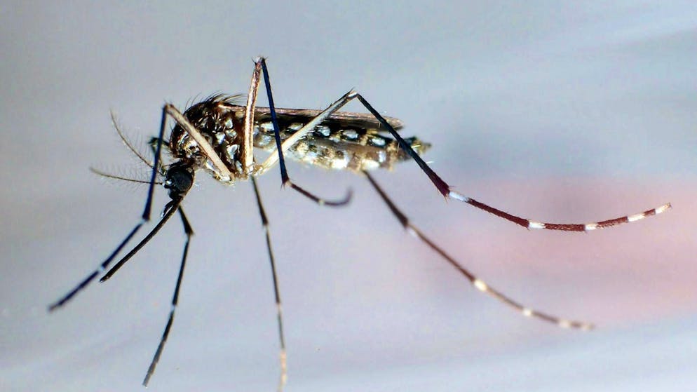 A mosquito bite caused a pregnant woman to lose her baby. (archive picture)