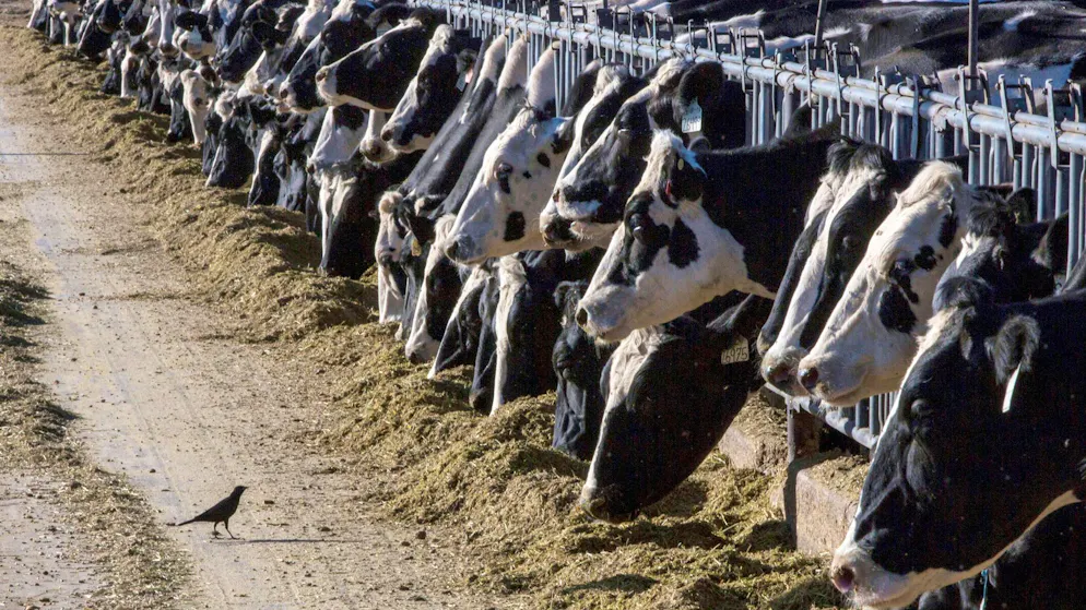Landwirtschaft/Agrar. Vogelgrippe wird zwischen Kühen wohl durch Melken übertragen