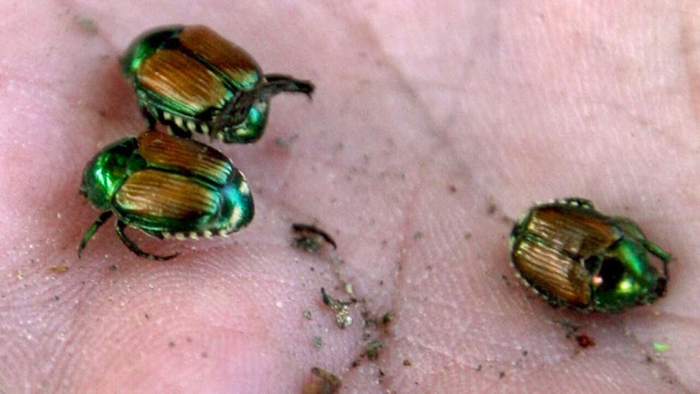 Provoca gravi danni. Il coleottero giapponese si diffonde in Svizzera, decise nuove misure