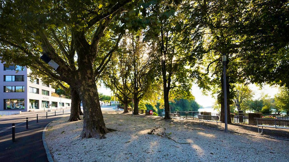 More trees are to be planted on public land in the canton of Aargau. This is the demand of a postulate from the Grand Council, the implementation of which the government wants to examine more closely. (Archive image)