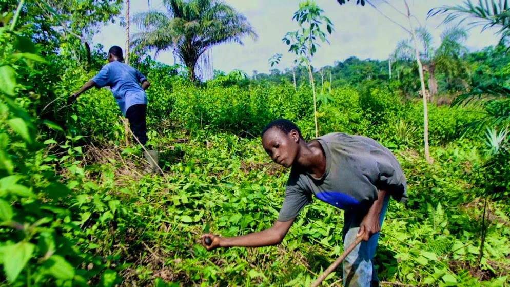 Children on cocoa plantations: this is often due to the poverty of small farmers. (archive picture)
