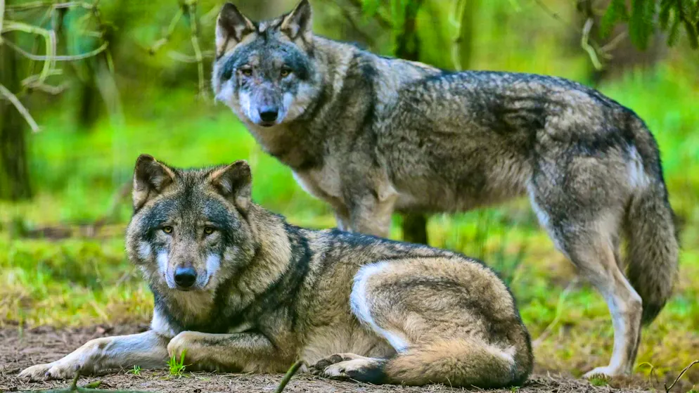 Two wolves in an enclosure in a wildlife park.