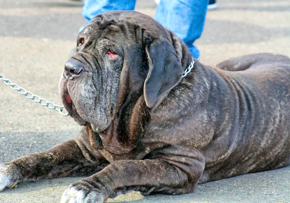 Un Mastino Napoletano (immagine simbolica)