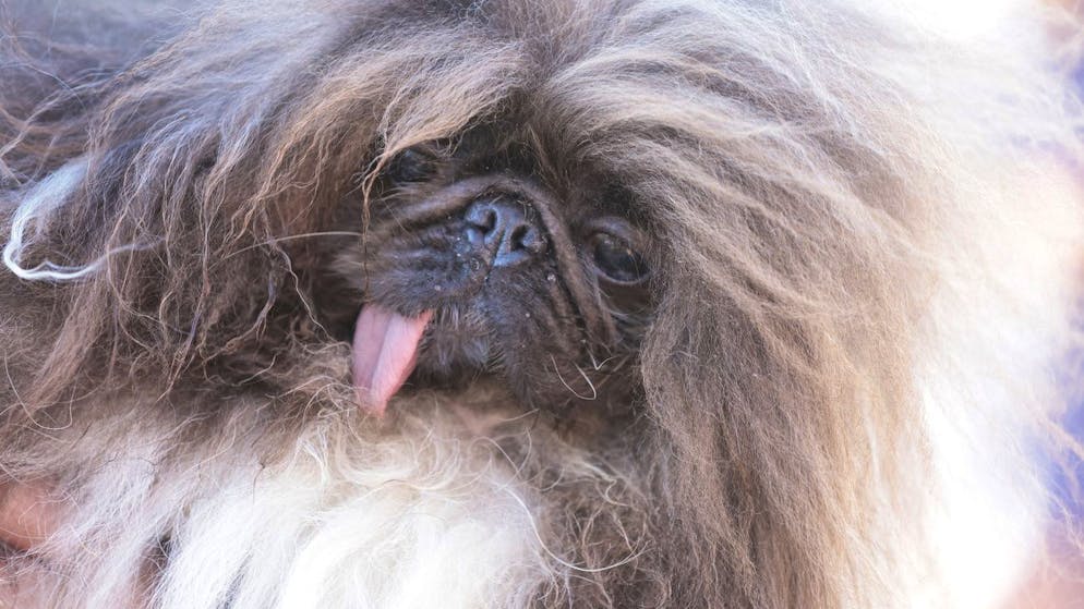 Wild Thang. Dieser Pekinese ist der hässlichste Hund der Welt
