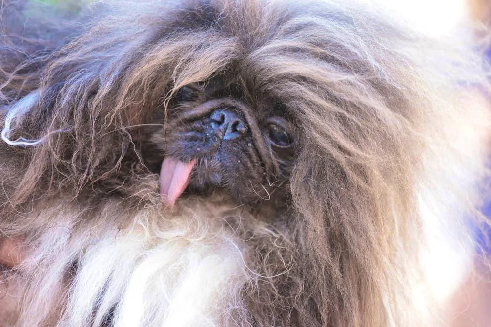 Wild Thang. This Pekingese is the ugliest dog in the world