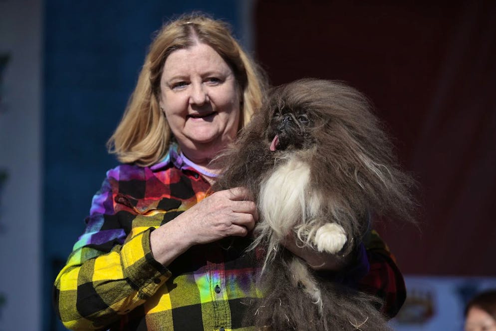 Stolzer Gewinner: Wild Thang, hier mit seinem Frauchen Ann Lewis, ist offiziell der hässlichste Hund der Welt. (EPA/JOHN G. MABANGLO)