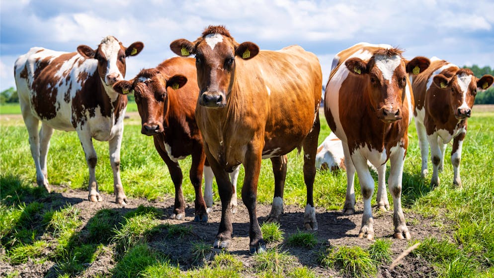 Ecco perché. In Svizzera, fino a 85'000 mucche rischiano di essere abbattute