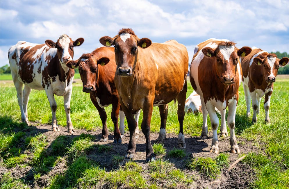 L'excédent de lait dû à la forte baisse des ventes de fromages aux Etats-Unis à cause des surtaxes douanières atteint 5% (archives).