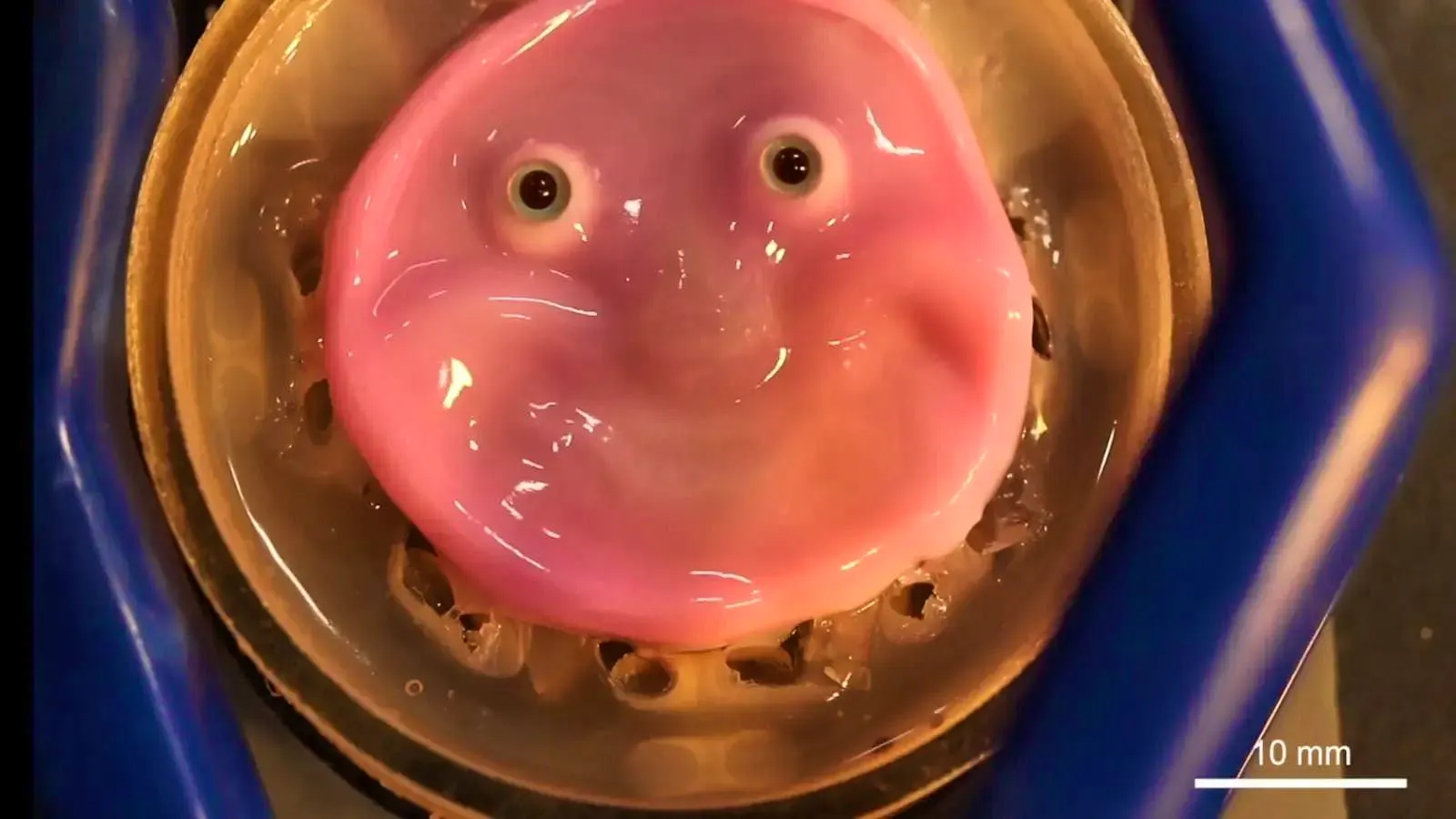 Real sensory organ. Researchers give robots human skin for the first time
