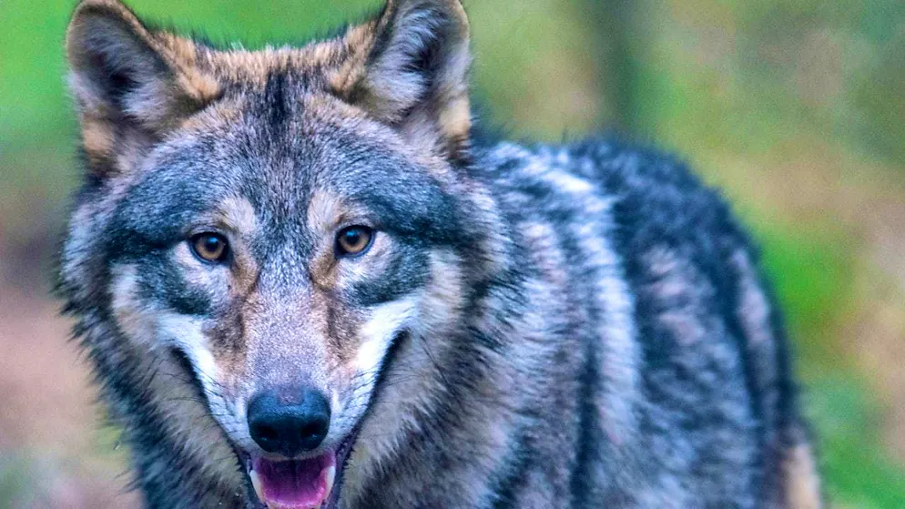 Nature conservation organizations were unsuccessful with their complaint in connection with the shooting of wolves before the Federal Administrative Court. (theme picture)