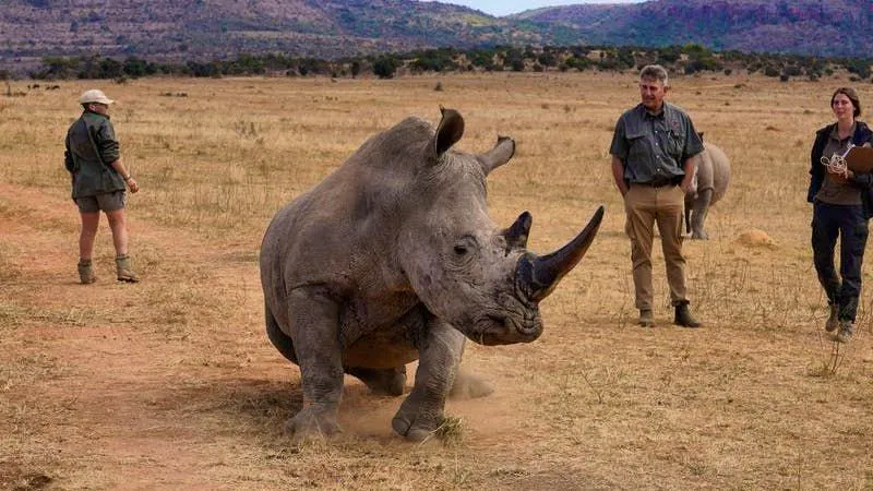 Radiated trophies. Researchers want to protect rhinos from poachers with radioactivity