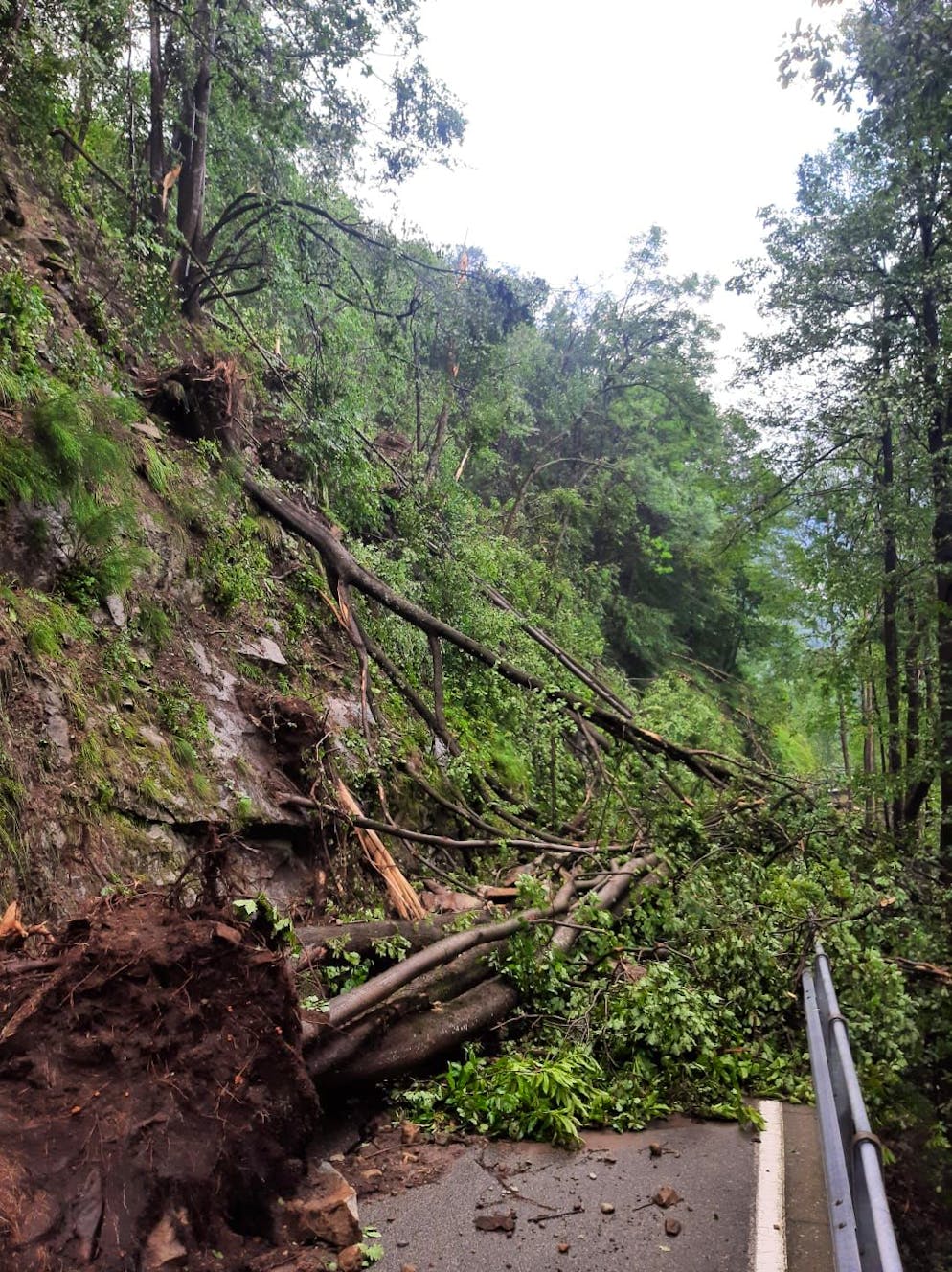 Maltempo in Ticino. L'albero sradicato in zona Ponte Oscuro in Valle Onsernone