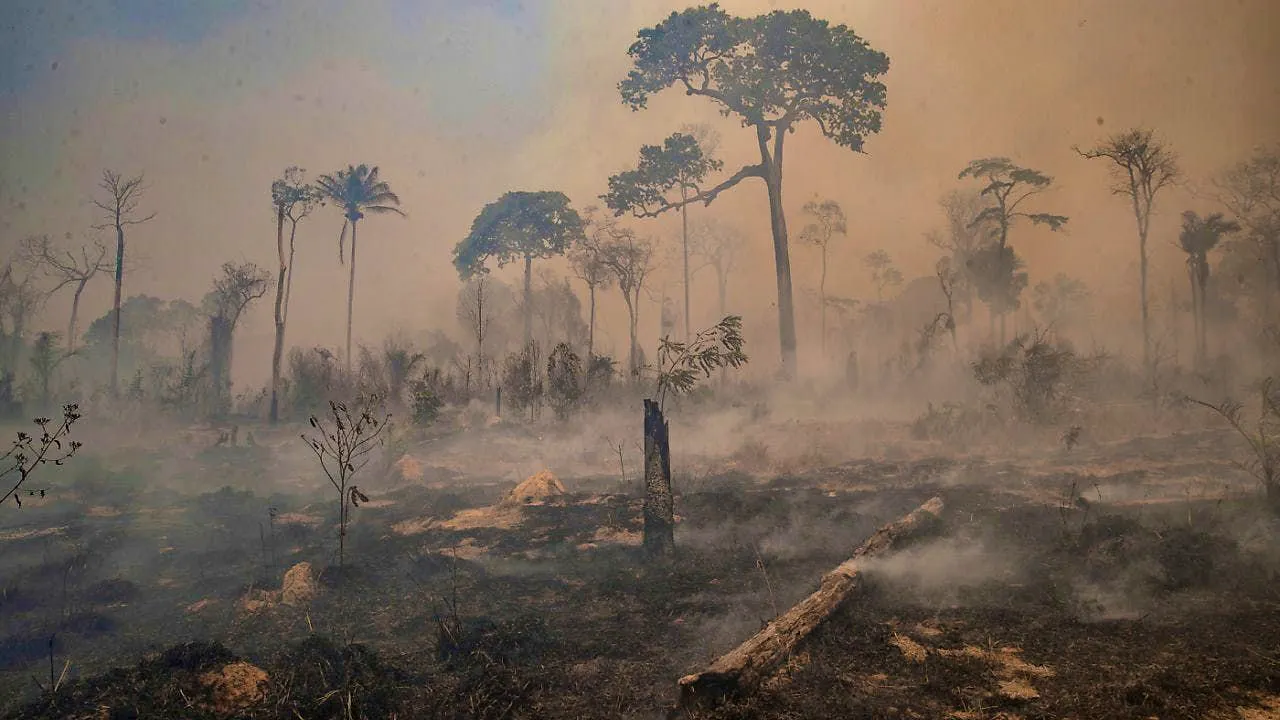 Environment. Brazil records highest number of forest fires since 2004