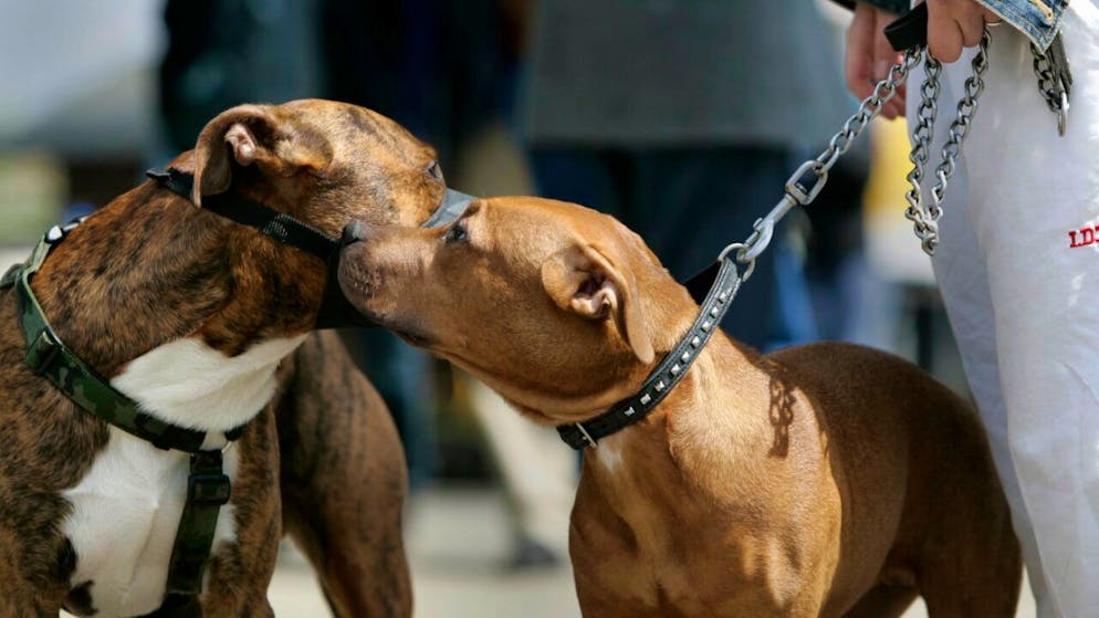 Sogenannte Listenhunde wie diese bulgarischen Pitbulls sollen im Kanton Solothurn künftig einfacher zugelassen werden können. (Archivbild)