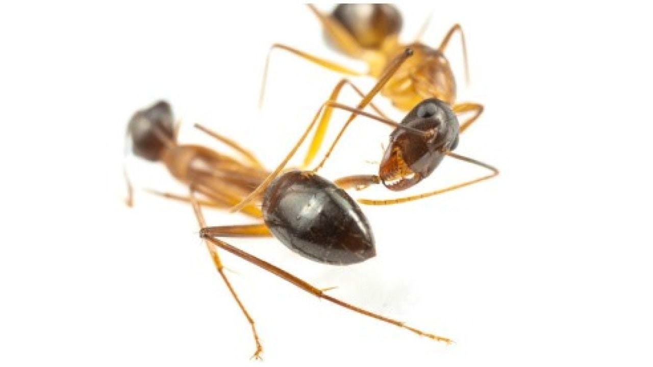 Biologie. Gewisse Ameisen führen chirurgische Eingriffe durch