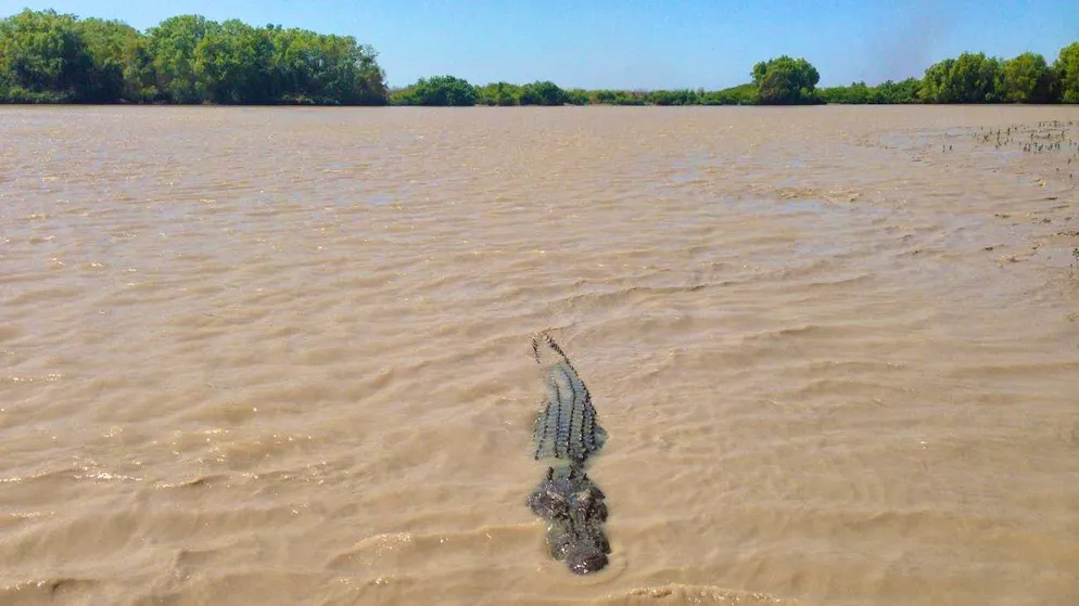 A saltwater crocodile in the area where the girl went missing (file photo)