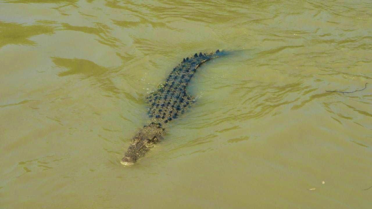 Latest news. Crocodile probably kills child in Australia - desperate search