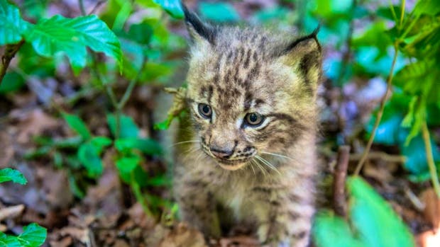 Zoo: Lynx offspring at Dählhölzli in Bern | blue News