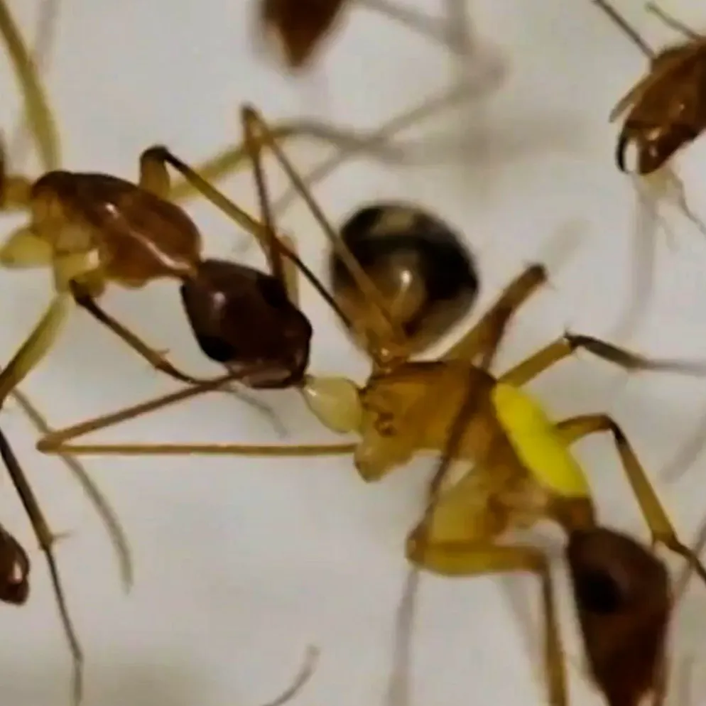 Wissenschaftliche Sensation. Ameisen werden zu Chirurgen und amputieren