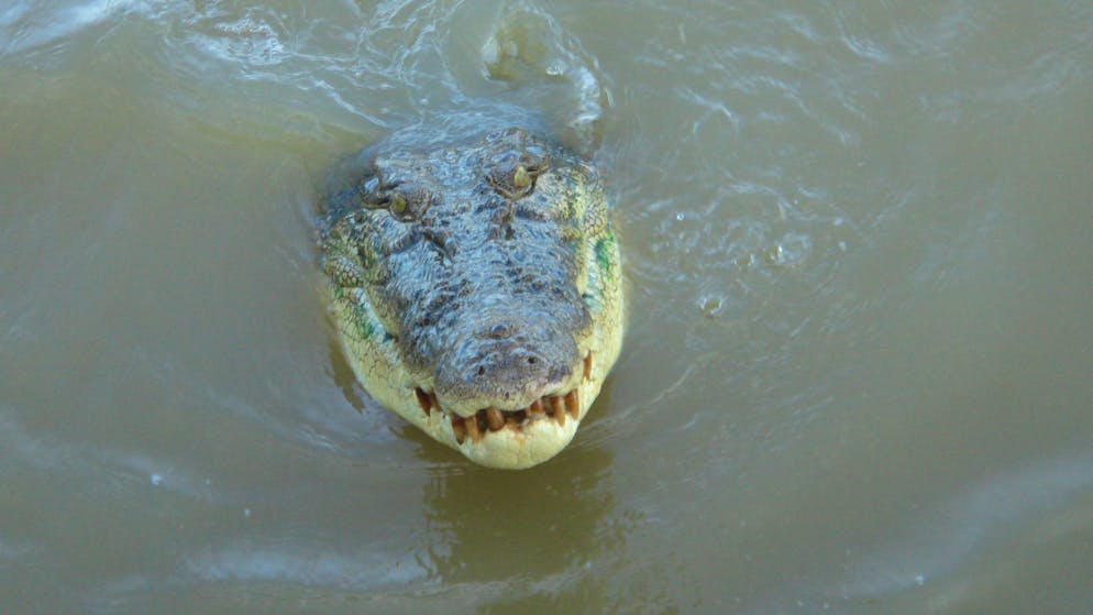 T-Shirt-Fund nährt Sorgen: Krokodil soll Kind getötet haben - Gallery. Salzwasserkrokodile gelten als extrem aggressiv. (Archivbild)